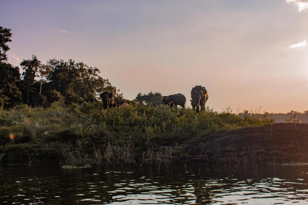 Wild Glamping Gal Oya - Thema Collection Hotell Galgamuwa  Exteriör bild